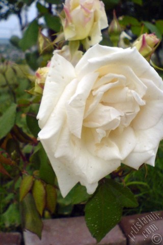 A mobile wallpaper and MMS picture for Apple iPhone 7s, 6s, 5s, 4s, Plus, iPods, iPads, New iPads, Samsung Galaxy S Series and Notes, Sony Ericsson Xperia, LG Mobile Phones, Tablets and Devices: White rose photo.
