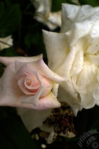 A mobile wallpaper and MMS picture for Apple iPhone 7s, 6s, 5s, 4s, Plus, iPods, iPads, New iPads, Samsung Galaxy S Series and Notes, Sony Ericsson Xperia, LG Mobile Phones, Tablets and Devices: White rose photo.
