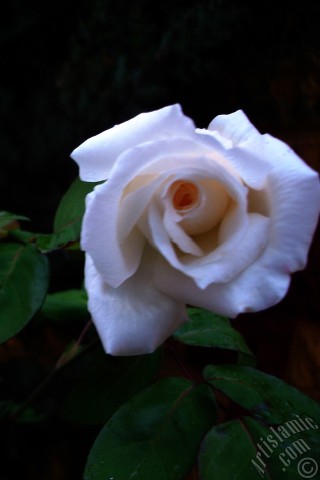 A mobile wallpaper and MMS picture for Apple iPhone 7s, 6s, 5s, 4s, Plus, iPods, iPads, New iPads, Samsung Galaxy S Series and Notes, Sony Ericsson Xperia, LG Mobile Phones, Tablets and Devices: White rose photo.
