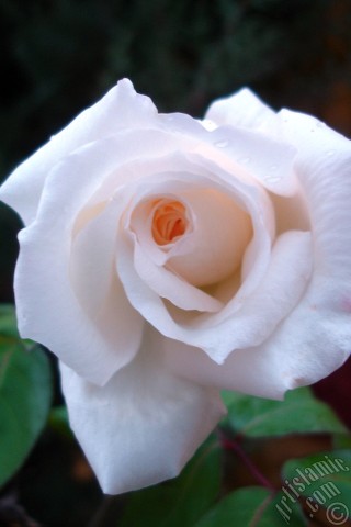 A mobile wallpaper and MMS picture for Apple iPhone 7s, 6s, 5s, 4s, Plus, iPods, iPads, New iPads, Samsung Galaxy S Series and Notes, Sony Ericsson Xperia, LG Mobile Phones, Tablets and Devices: White rose photo.
