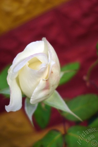 A mobile wallpaper and MMS picture for Apple iPhone 7s, 6s, 5s, 4s, Plus, iPods, iPads, New iPads, Samsung Galaxy S Series and Notes, Sony Ericsson Xperia, LG Mobile Phones, Tablets and Devices: White rose photo.
