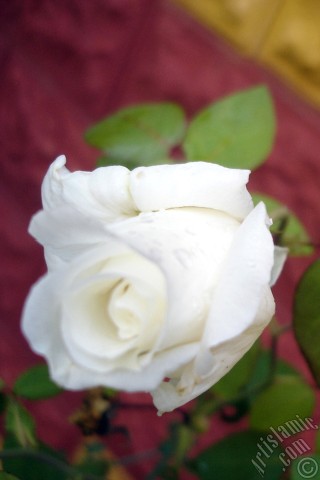 A mobile wallpaper and MMS picture for Apple iPhone 7s, 6s, 5s, 4s, Plus, iPods, iPads, New iPads, Samsung Galaxy S Series and Notes, Sony Ericsson Xperia, LG Mobile Phones, Tablets and Devices: White rose photo.
