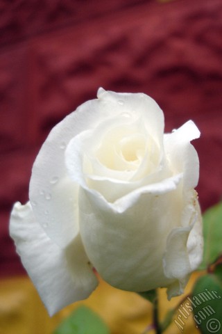 A mobile wallpaper and MMS picture for Apple iPhone 7s, 6s, 5s, 4s, Plus, iPods, iPads, New iPads, Samsung Galaxy S Series and Notes, Sony Ericsson Xperia, LG Mobile Phones, Tablets and Devices: White rose photo.
