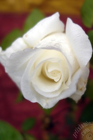 A mobile wallpaper and MMS picture for Apple iPhone 7s, 6s, 5s, 4s, Plus, iPods, iPads, New iPads, Samsung Galaxy S Series and Notes, Sony Ericsson Xperia, LG Mobile Phones, Tablets and Devices: White rose photo.
