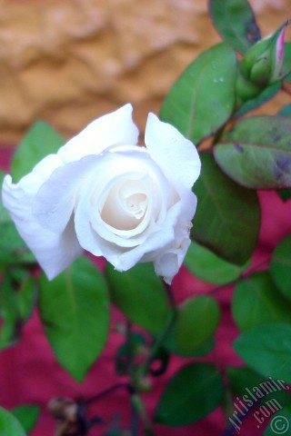 A mobile wallpaper and MMS picture for Apple iPhone 7s, 6s, 5s, 4s, Plus, iPods, iPads, New iPads, Samsung Galaxy S Series and Notes, Sony Ericsson Xperia, LG Mobile Phones, Tablets and Devices: White rose photo.
