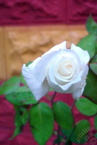 A mobile wallpaper and MMS picture for Apple iPhone 7s, 6s, 5s, 4s, Plus, iPods, iPads, New iPads, Samsung Galaxy S Series and Notes, Sony Ericsson Xperia, LG Mobile Phones, Tablets and Devices: White rose photo.
