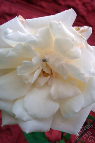 A mobile wallpaper and MMS picture for Apple iPhone 7s, 6s, 5s, 4s, Plus, iPods, iPads, New iPads, Samsung Galaxy S Series and Notes, Sony Ericsson Xperia, LG Mobile Phones, Tablets and Devices: White rose photo.
