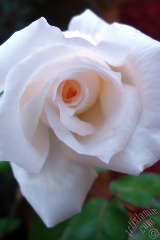 A mobile wallpaper and MMS picture for Apple iPhone 7s, 6s, 5s, 4s, Plus, iPods, iPads, New iPads, Samsung Galaxy S Series and Notes, Sony Ericsson Xperia, LG Mobile Phones, Tablets and Devices: White rose photo.
