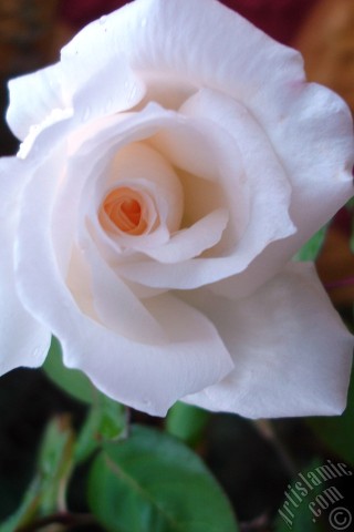 A mobile wallpaper and MMS picture for Apple iPhone 7s, 6s, 5s, 4s, Plus, iPods, iPads, New iPads, Samsung Galaxy S Series and Notes, Sony Ericsson Xperia, LG Mobile Phones, Tablets and Devices: White rose photo.
