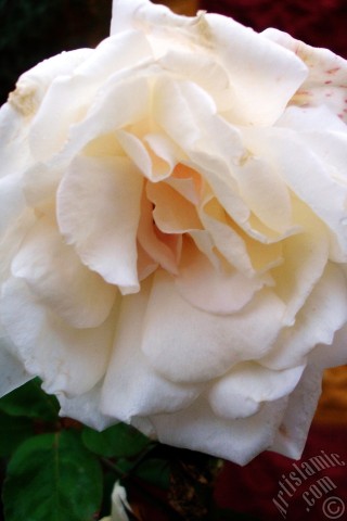 A mobile wallpaper and MMS picture for Apple iPhone 7s, 6s, 5s, 4s, Plus, iPods, iPads, New iPads, Samsung Galaxy S Series and Notes, Sony Ericsson Xperia, LG Mobile Phones, Tablets and Devices: White rose photo.
