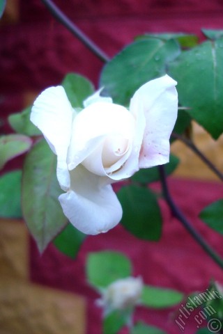 A mobile wallpaper and MMS picture for Apple iPhone 7s, 6s, 5s, 4s, Plus, iPods, iPads, New iPads, Samsung Galaxy S Series and Notes, Sony Ericsson Xperia, LG Mobile Phones, Tablets and Devices: White rose photo.
