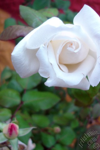 A mobile wallpaper and MMS picture for Apple iPhone 7s, 6s, 5s, 4s, Plus, iPods, iPads, New iPads, Samsung Galaxy S Series and Notes, Sony Ericsson Xperia, LG Mobile Phones, Tablets and Devices: White rose photo.
