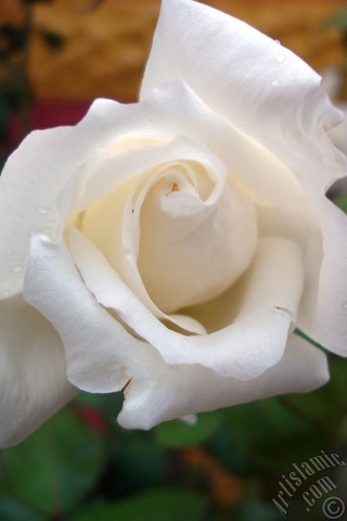 A mobile wallpaper and MMS picture for Apple iPhone 7s, 6s, 5s, 4s, Plus, iPods, iPads, New iPads, Samsung Galaxy S Series and Notes, Sony Ericsson Xperia, LG Mobile Phones, Tablets and Devices: White rose photo.
