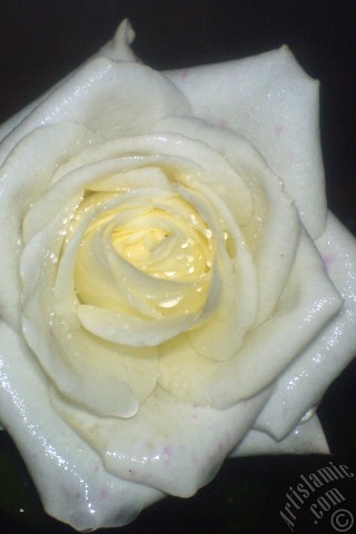 A mobile wallpaper and MMS picture for Apple iPhone 7s, 6s, 5s, 4s, Plus, iPods, iPads, New iPads, Samsung Galaxy S Series and Notes, Sony Ericsson Xperia, LG Mobile Phones, Tablets and Devices: White rose photo.
