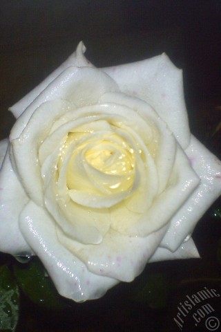 A mobile wallpaper and MMS picture for Apple iPhone 7s, 6s, 5s, 4s, Plus, iPods, iPads, New iPads, Samsung Galaxy S Series and Notes, Sony Ericsson Xperia, LG Mobile Phones, Tablets and Devices: White rose photo.
