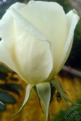 A mobile wallpaper and MMS picture for Apple iPhone 7s, 6s, 5s, 4s, Plus, iPods, iPads, New iPads, Samsung Galaxy S Series and Notes, Sony Ericsson Xperia, LG Mobile Phones, Tablets and Devices: White rose photo.
