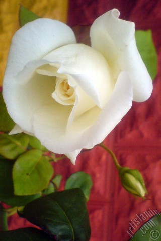 A mobile wallpaper and MMS picture for Apple iPhone 7s, 6s, 5s, 4s, Plus, iPods, iPads, New iPads, Samsung Galaxy S Series and Notes, Sony Ericsson Xperia, LG Mobile Phones, Tablets and Devices: White rose photo.
