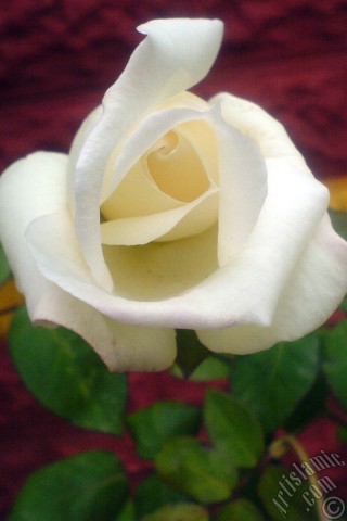 A mobile wallpaper and MMS picture for Apple iPhone 7s, 6s, 5s, 4s, Plus, iPods, iPads, New iPads, Samsung Galaxy S Series and Notes, Sony Ericsson Xperia, LG Mobile Phones, Tablets and Devices: White rose photo.
