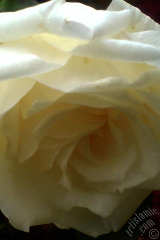 A mobile wallpaper and MMS picture for Apple iPhone 7s, 6s, 5s, 4s, Plus, iPods, iPads, New iPads, Samsung Galaxy S Series and Notes, Sony Ericsson Xperia, LG Mobile Phones, Tablets and Devices: White rose photo.
