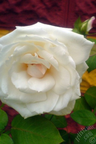 A mobile wallpaper and MMS picture for Apple iPhone 7s, 6s, 5s, 4s, Plus, iPods, iPads, New iPads, Samsung Galaxy S Series and Notes, Sony Ericsson Xperia, LG Mobile Phones, Tablets and Devices: White rose photo.
