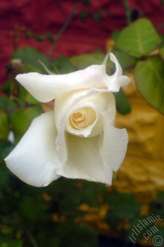 A mobile wallpaper and MMS picture for Apple iPhone 7s, 6s, 5s, 4s, Plus, iPods, iPads, New iPads, Samsung Galaxy S Series and Notes, Sony Ericsson Xperia, LG Mobile Phones, Tablets and Devices: White rose photo.
