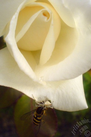 A mobile wallpaper and MMS picture for Apple iPhone 7s, 6s, 5s, 4s, Plus, iPods, iPads, New iPads, Samsung Galaxy S Series and Notes, Sony Ericsson Xperia, LG Mobile Phones, Tablets and Devices: White rose photo.
