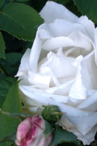 A mobile wallpaper and MMS picture for Apple iPhone 7s, 6s, 5s, 4s, Plus, iPods, iPads, New iPads, Samsung Galaxy S Series and Notes, Sony Ericsson Xperia, LG Mobile Phones, Tablets and Devices: White rose photo.
