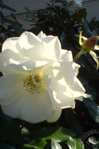 A mobile wallpaper and MMS picture for Apple iPhone 7s, 6s, 5s, 4s, Plus, iPods, iPads, New iPads, Samsung Galaxy S Series and Notes, Sony Ericsson Xperia, LG Mobile Phones, Tablets and Devices: White rose photo.
