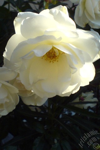 A mobile wallpaper and MMS picture for Apple iPhone 7s, 6s, 5s, 4s, Plus, iPods, iPads, New iPads, Samsung Galaxy S Series and Notes, Sony Ericsson Xperia, LG Mobile Phones, Tablets and Devices: White rose photo.
