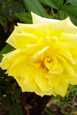 A mobile wallpaper and MMS picture for Apple iPhone 7s, 6s, 5s, 4s, Plus, iPods, iPads, New iPads, Samsung Galaxy S Series and Notes, Sony Ericsson Xperia, LG Mobile Phones, Tablets and Devices: Yellow rose photo.
