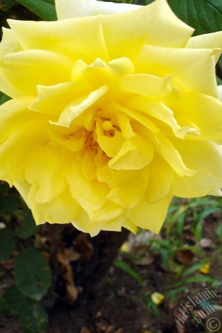 A mobile wallpaper and MMS picture for Apple iPhone 7s, 6s, 5s, 4s, Plus, iPods, iPads, New iPads, Samsung Galaxy S Series and Notes, Sony Ericsson Xperia, LG Mobile Phones, Tablets and Devices: Yellow rose photo.
