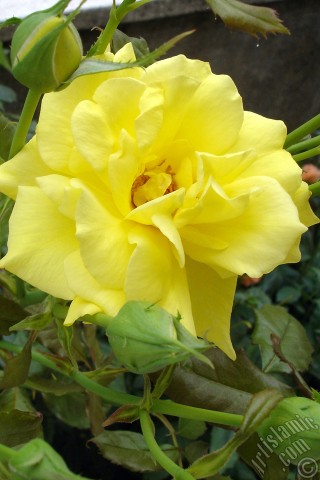 A mobile wallpaper and MMS picture for Apple iPhone 7s, 6s, 5s, 4s, Plus, iPods, iPads, New iPads, Samsung Galaxy S Series and Notes, Sony Ericsson Xperia, LG Mobile Phones, Tablets and Devices: Yellow rose photo.
