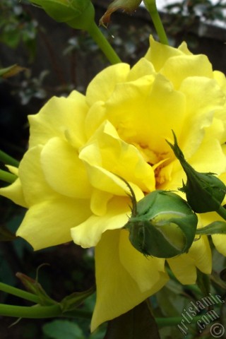 A mobile wallpaper and MMS picture for Apple iPhone 7s, 6s, 5s, 4s, Plus, iPods, iPads, New iPads, Samsung Galaxy S Series and Notes, Sony Ericsson Xperia, LG Mobile Phones, Tablets and Devices: Yellow rose photo.
