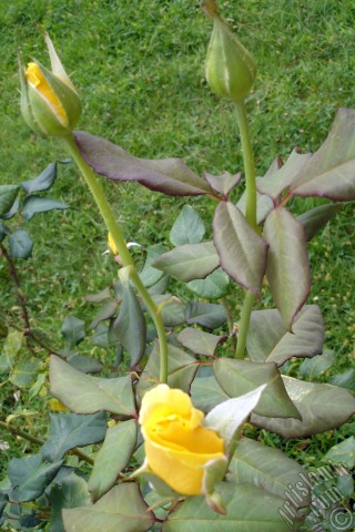 A mobile wallpaper and MMS picture for Apple iPhone 7s, 6s, 5s, 4s, Plus, iPods, iPads, New iPads, Samsung Galaxy S Series and Notes, Sony Ericsson Xperia, LG Mobile Phones, Tablets and Devices: Yellow rose photo.
