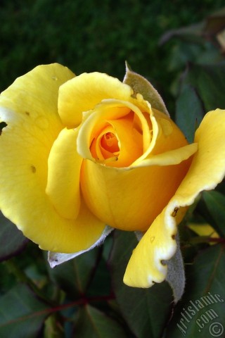 A mobile wallpaper and MMS picture for Apple iPhone 7s, 6s, 5s, 4s, Plus, iPods, iPads, New iPads, Samsung Galaxy S Series and Notes, Sony Ericsson Xperia, LG Mobile Phones, Tablets and Devices: Yellow rose photo.
