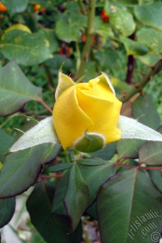 A mobile wallpaper and MMS picture for Apple iPhone 7s, 6s, 5s, 4s, Plus, iPods, iPads, New iPads, Samsung Galaxy S Series and Notes, Sony Ericsson Xperia, LG Mobile Phones, Tablets and Devices: Yellow rose photo.
