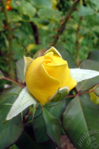 A mobile wallpaper and MMS picture for Apple iPhone 7s, 6s, 5s, 4s, Plus, iPods, iPads, New iPads, Samsung Galaxy S Series and Notes, Sony Ericsson Xperia, LG Mobile Phones, Tablets and Devices: Yellow rose photo.
