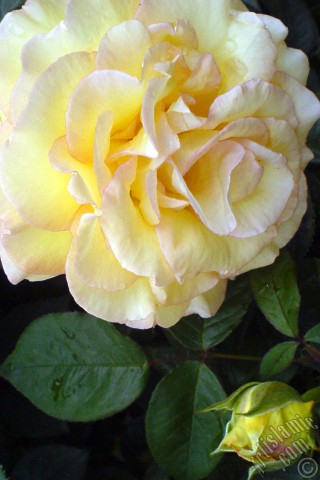 A mobile wallpaper and MMS picture for Apple iPhone 7s, 6s, 5s, 4s, Plus, iPods, iPads, New iPads, Samsung Galaxy S Series and Notes, Sony Ericsson Xperia, LG Mobile Phones, Tablets and Devices: Yellow rose photo.
