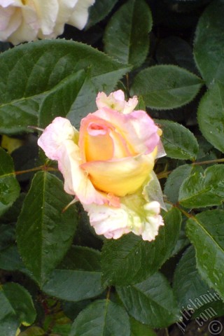 A mobile wallpaper and MMS picture for Apple iPhone 7s, 6s, 5s, 4s, Plus, iPods, iPads, New iPads, Samsung Galaxy S Series and Notes, Sony Ericsson Xperia, LG Mobile Phones, Tablets and Devices: Yellow rose photo.
