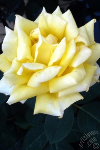 A mobile wallpaper and MMS picture for Apple iPhone 7s, 6s, 5s, 4s, Plus, iPods, iPads, New iPads, Samsung Galaxy S Series and Notes, Sony Ericsson Xperia, LG Mobile Phones, Tablets and Devices: Yellow rose photo.
