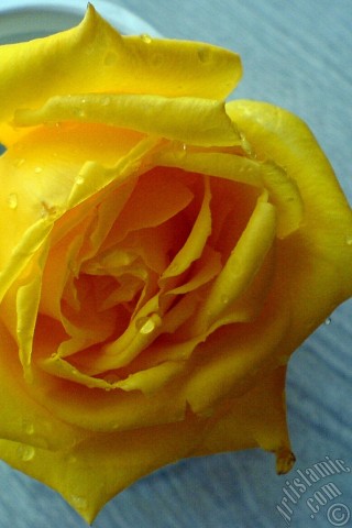 A mobile wallpaper and MMS picture for Apple iPhone 7s, 6s, 5s, 4s, Plus, iPods, iPads, New iPads, Samsung Galaxy S Series and Notes, Sony Ericsson Xperia, LG Mobile Phones, Tablets and Devices: Yellow rose photo.
