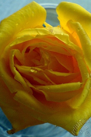 A mobile wallpaper and MMS picture for Apple iPhone 7s, 6s, 5s, 4s, Plus, iPods, iPads, New iPads, Samsung Galaxy S Series and Notes, Sony Ericsson Xperia, LG Mobile Phones, Tablets and Devices: Yellow rose photo.
