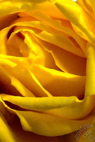 A mobile wallpaper and MMS picture for Apple iPhone 7s, 6s, 5s, 4s, Plus, iPods, iPads, New iPads, Samsung Galaxy S Series and Notes, Sony Ericsson Xperia, LG Mobile Phones, Tablets and Devices: Yellow rose photo.
