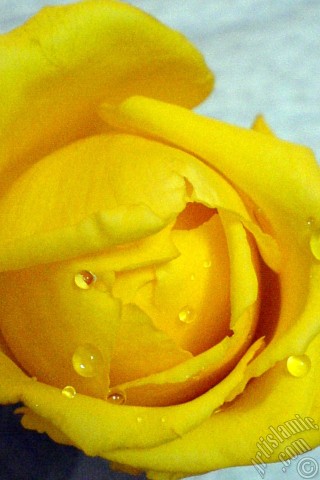 A mobile wallpaper and MMS picture for Apple iPhone 7s, 6s, 5s, 4s, Plus, iPods, iPads, New iPads, Samsung Galaxy S Series and Notes, Sony Ericsson Xperia, LG Mobile Phones, Tablets and Devices: Yellow rose photo.
