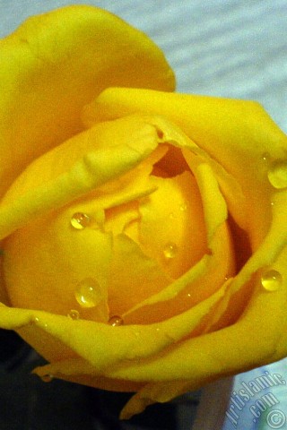 A mobile wallpaper and MMS picture for Apple iPhone 7s, 6s, 5s, 4s, Plus, iPods, iPads, New iPads, Samsung Galaxy S Series and Notes, Sony Ericsson Xperia, LG Mobile Phones, Tablets and Devices: Yellow rose photo.
