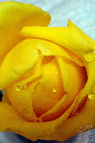 A mobile wallpaper and MMS picture for Apple iPhone 7s, 6s, 5s, 4s, Plus, iPods, iPads, New iPads, Samsung Galaxy S Series and Notes, Sony Ericsson Xperia, LG Mobile Phones, Tablets and Devices: Yellow rose photo.
