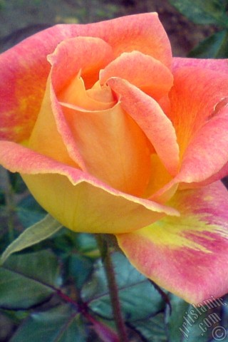 A mobile wallpaper and MMS picture for Apple iPhone 7s, 6s, 5s, 4s, Plus, iPods, iPads, New iPads, Samsung Galaxy S Series and Notes, Sony Ericsson Xperia, LG Mobile Phones, Tablets and Devices: Variegated (mottled) rose photo.
