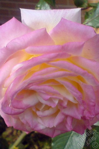 A mobile wallpaper and MMS picture for Apple iPhone 7s, 6s, 5s, 4s, Plus, iPods, iPads, New iPads, Samsung Galaxy S Series and Notes, Sony Ericsson Xperia, LG Mobile Phones, Tablets and Devices: Variegated (mottled) rose photo.
