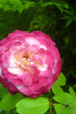 A mobile wallpaper and MMS picture for Apple iPhone 7s, 6s, 5s, 4s, Plus, iPods, iPads, New iPads, Samsung Galaxy S Series and Notes, Sony Ericsson Xperia, LG Mobile Phones, Tablets and Devices: Variegated (mottled) rose photo.
