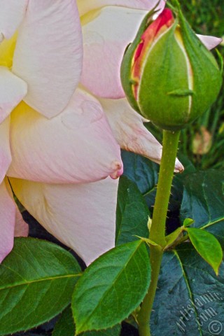 A mobile wallpaper and MMS picture for Apple iPhone 7s, 6s, 5s, 4s, Plus, iPods, iPads, New iPads, Samsung Galaxy S Series and Notes, Sony Ericsson Xperia, LG Mobile Phones, Tablets and Devices: Variegated (mottled) rose photo.
